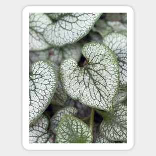 Variegated Leaves Sticker